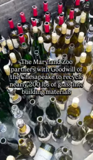 Snapshot of a YouTube video showing a bin full of wine bottles overlayed with the text "Maryland Zoo partners with Goodwill of the Chesapeake to recycle nearly 200 lbs of glass into building materials"
